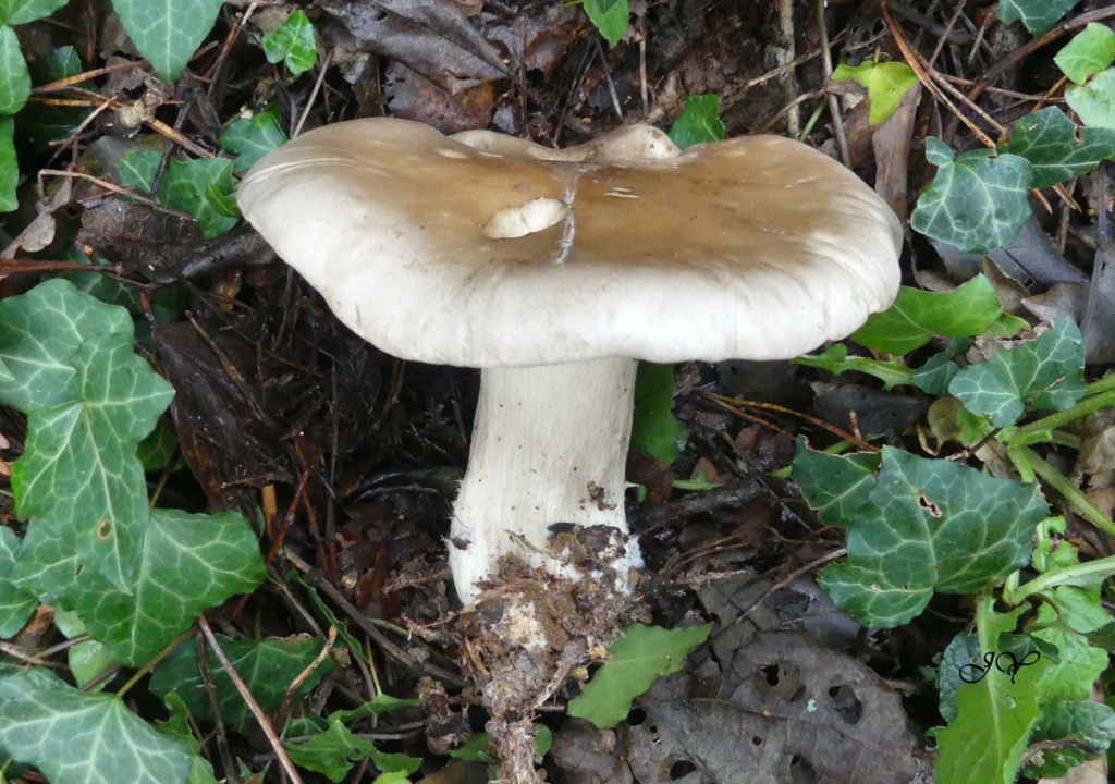 [Clitocybe nebularis & ...] Autres champignons. Clitoc10