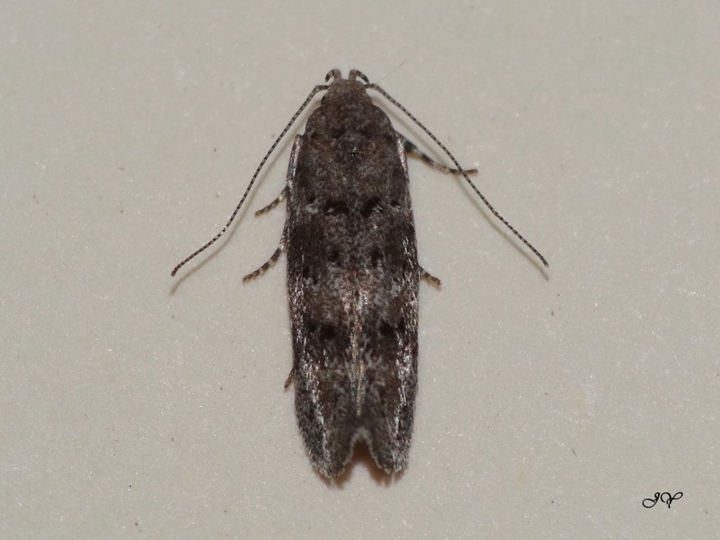 Un autre micro (Gelechiidae ) Copie_19