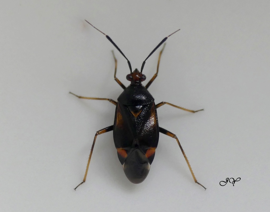 [Deraeocoris ruber_Harpocera thoracica] Miridae. Deraeo11