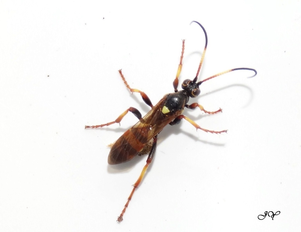 Ichneumonidae. Diphyu10