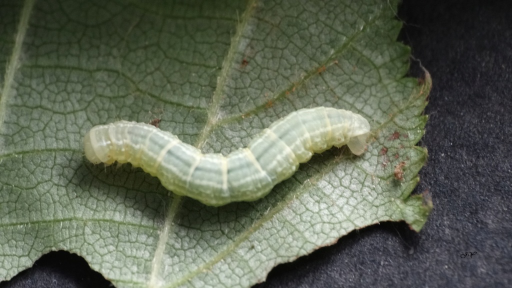 [Operophtera brumata] Chenille rayée verte. Dsc02710