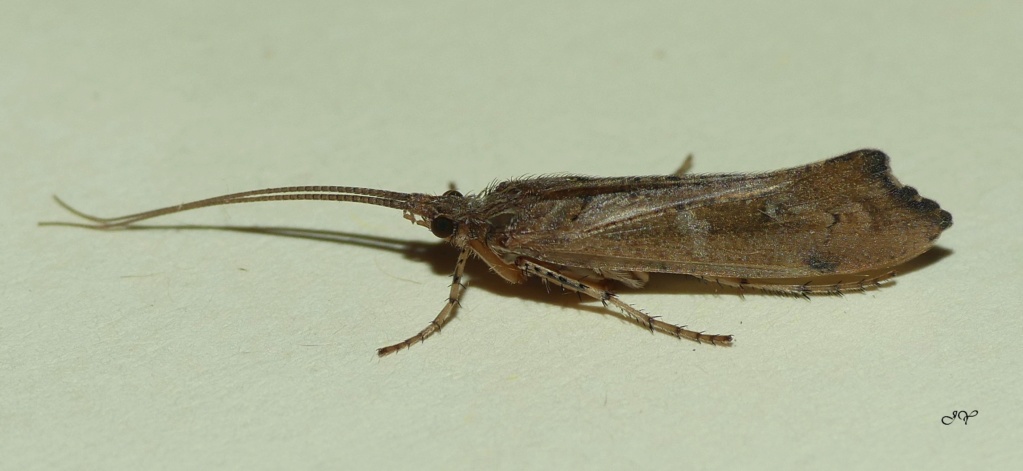 larve - [Glyphotaelius pellucidus] Un portefeuille (larve Trichoptère) Femell10