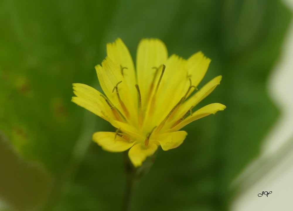 Fleurs jaunes : Lapsana communis Fleur_10