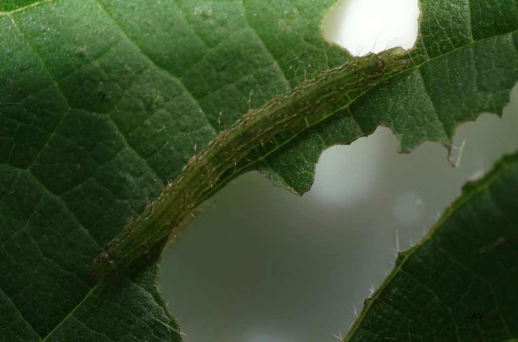 Chenilles octobre : Gracillaria synringella  Gzoomz10