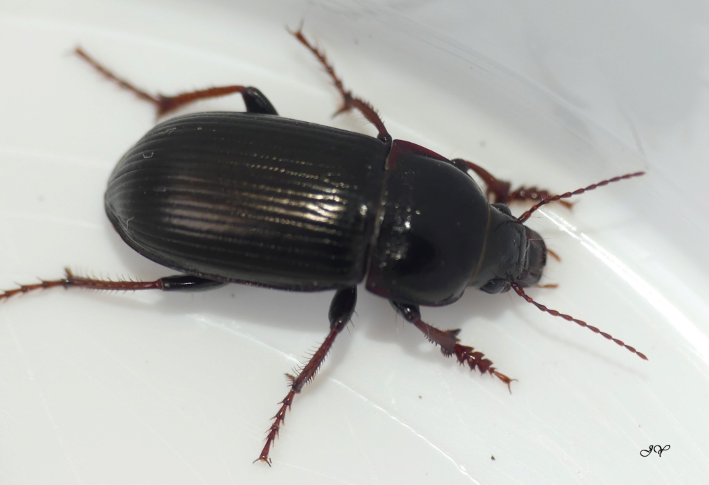 Carabidae. Harpal11