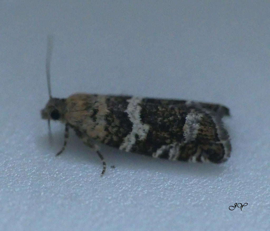 Micro-papillon. Micro_13