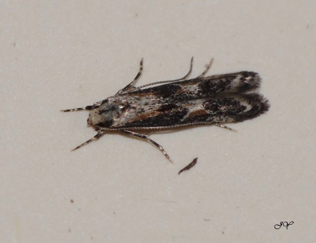 Blastodacna Momphi10