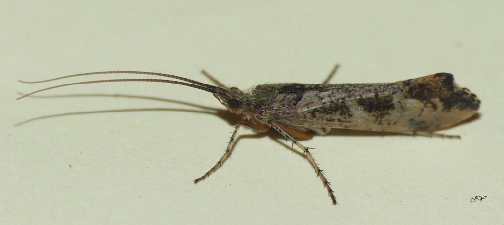 larve - [Glyphotaelius pellucidus] Un portefeuille (larve Trichoptère) Mzele_10