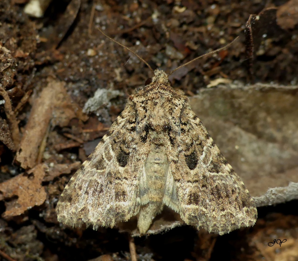 Chenilles de Noctuidae. Noctue12