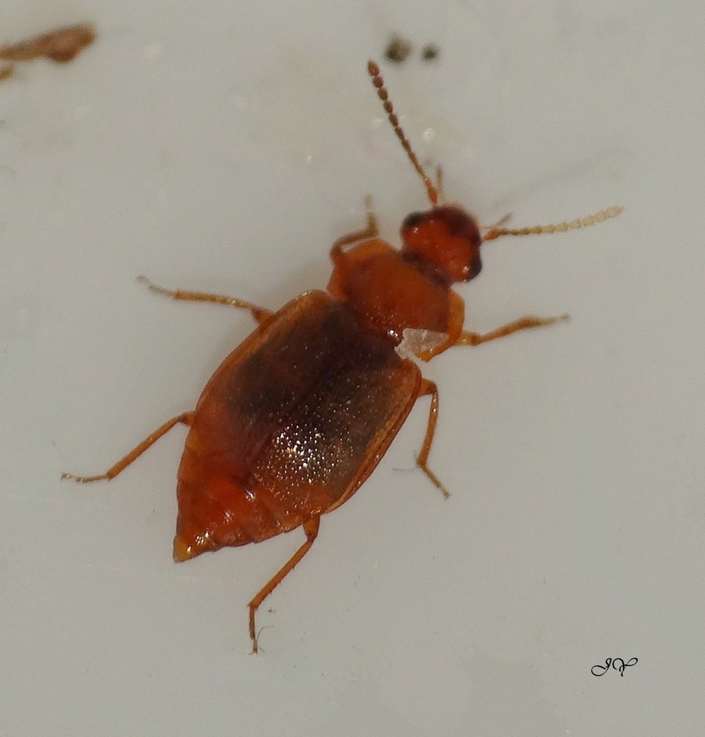 Staphylinidae.  Olophr12