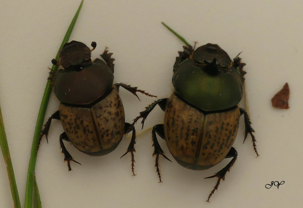 Onthophagus - Onthophagus. Onthop11