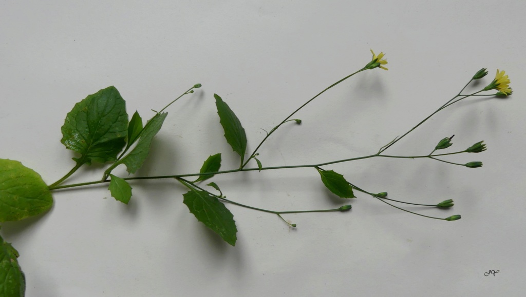 Fleurs jaunes : Lapsana communis Plante10