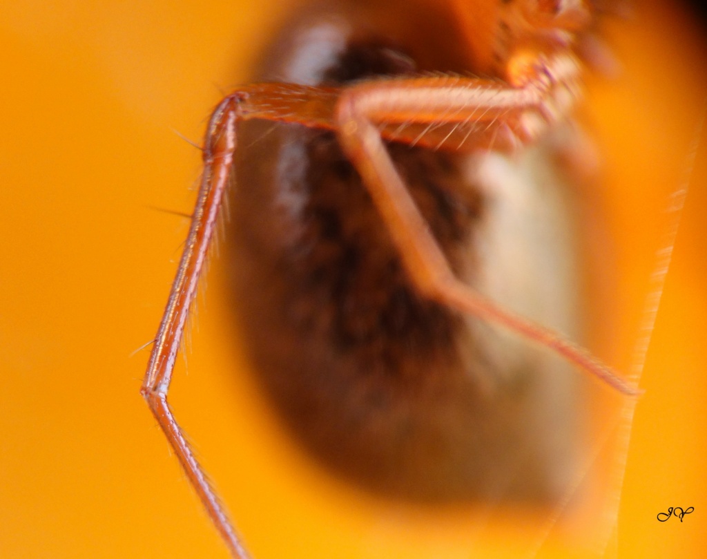  Linyphiidae rousse. Pour_f10