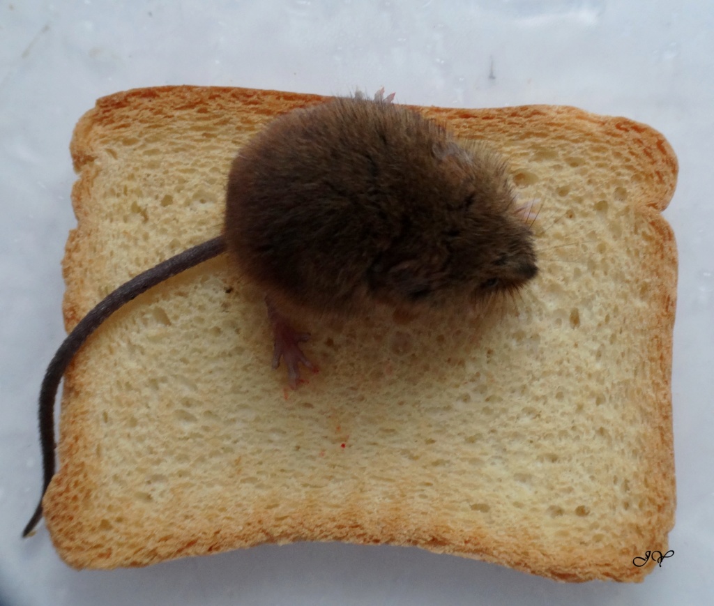 [Mus musculus] Une petite boule. Souris10