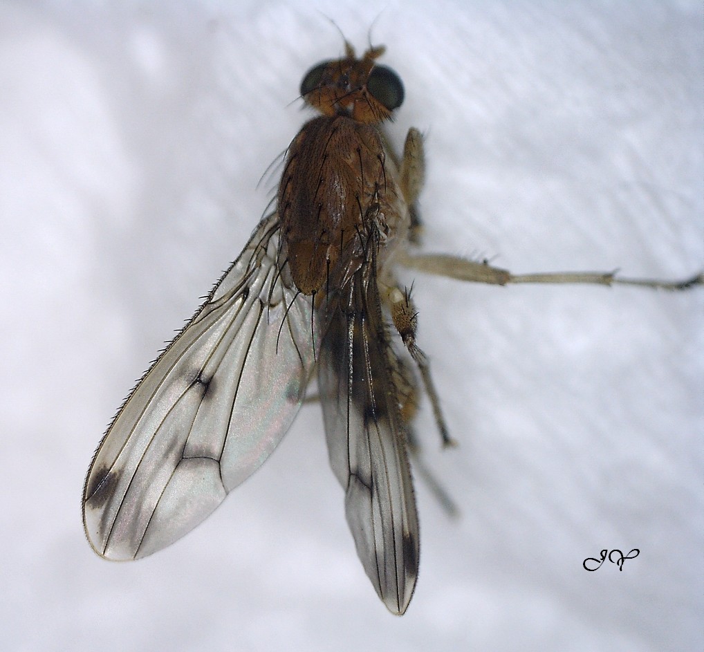 Heleomyzidae. Suilli10