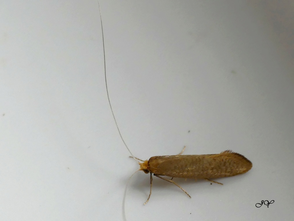 Adelidae : Nematopogon swammerdamella Sur_le18