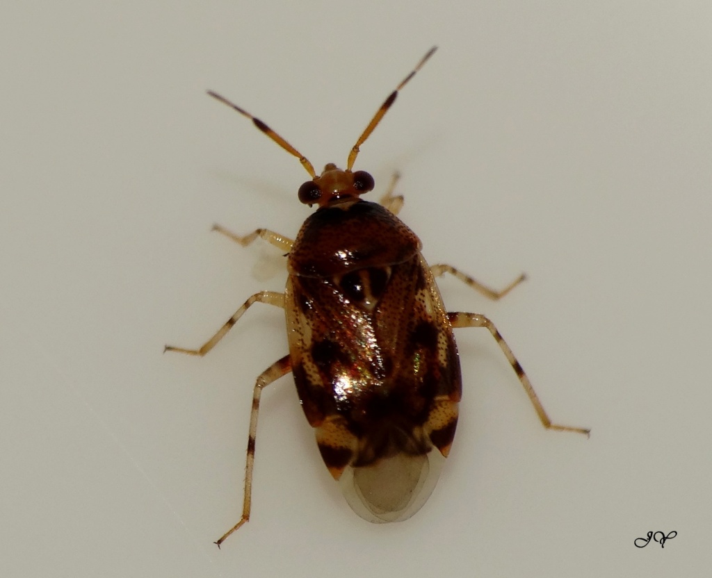 [Deraeocoris lutescens] Miridae. Sur_no10