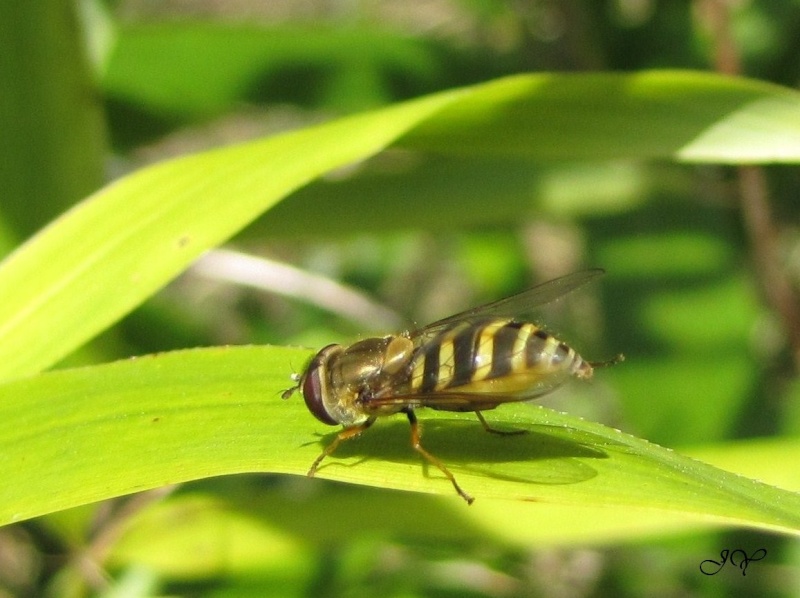 Syrphus vitripennis- Syrphu11