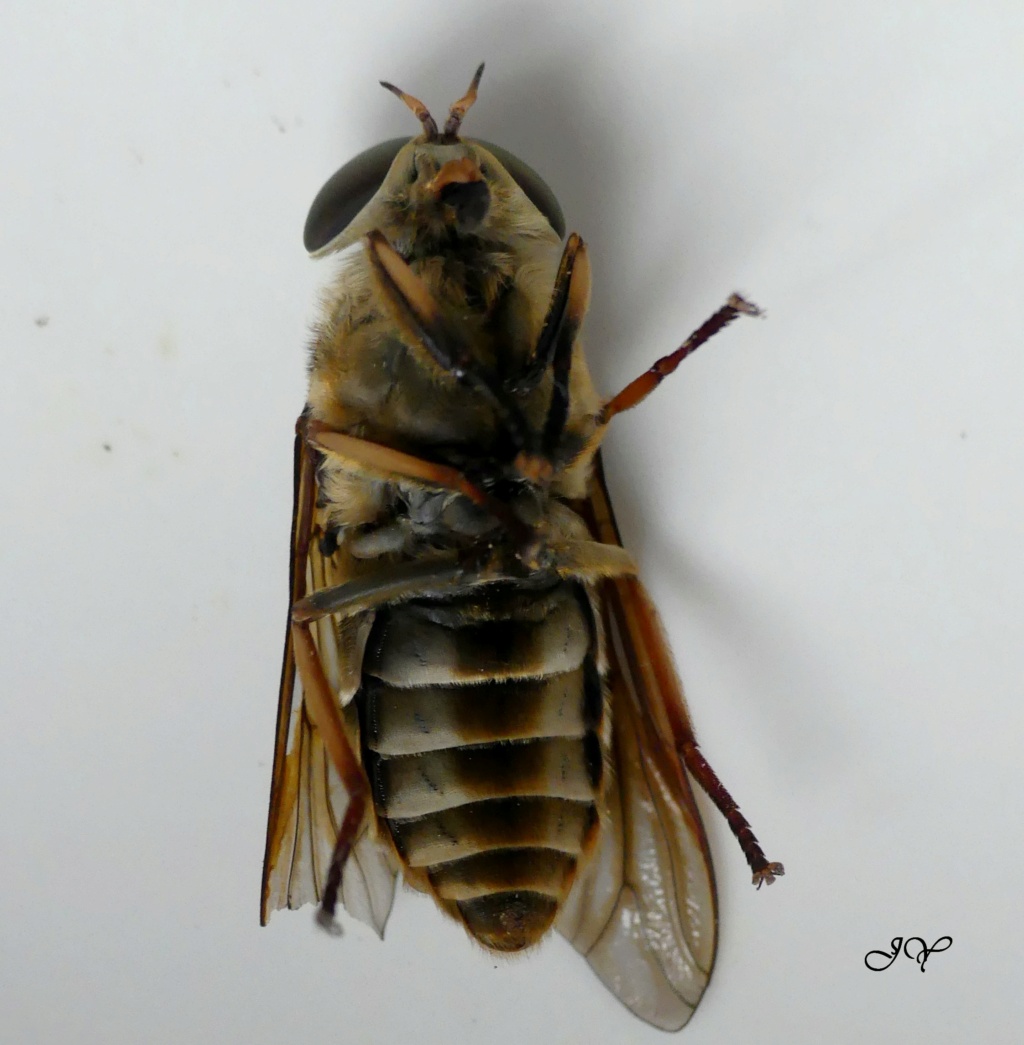 Tabanidae. Tabanu10