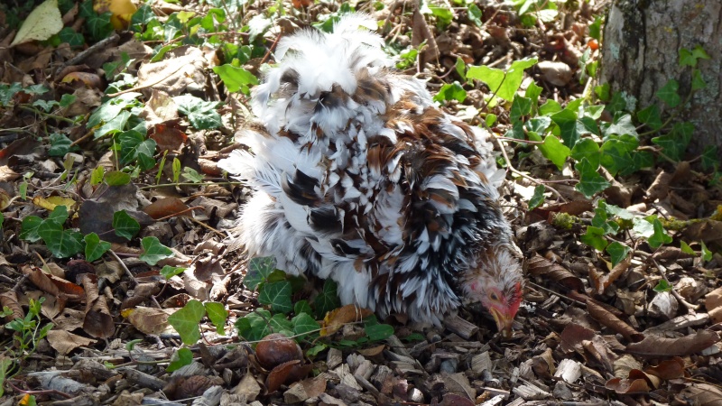 voici mon coq pékin frisé Mf  P1060934