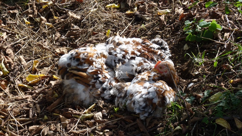 voici mon coq pékin frisé Mf  P1070014