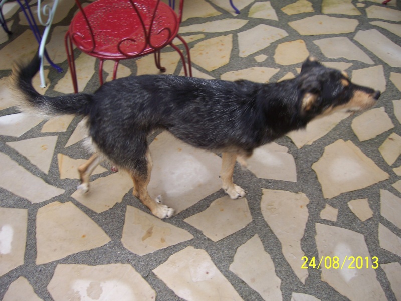 RESERVEE Pitchoune, la petite chienne croisée berger âgée de 18 mois Pitcho12