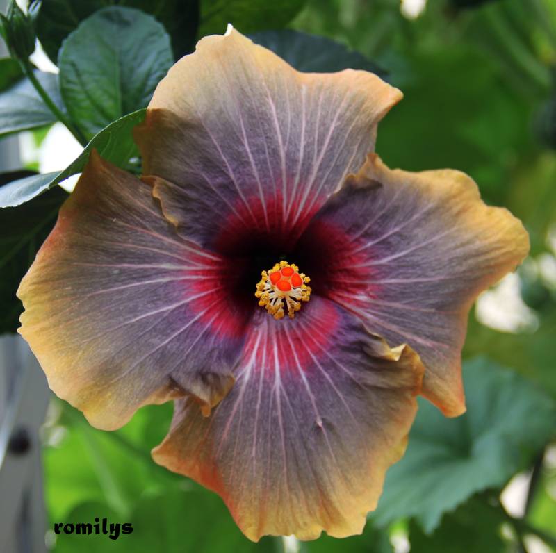 Hibiscus - alle Arten, Zuchtformen ... Erfahrungsberichte, Aussaat und selbstverständlich Bilder :) - Seite 9 Black_10