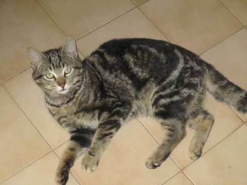 Trouve Jeune Chat Tigre Noir Marron Trouve Jeune Chat Tigre Noir Marron