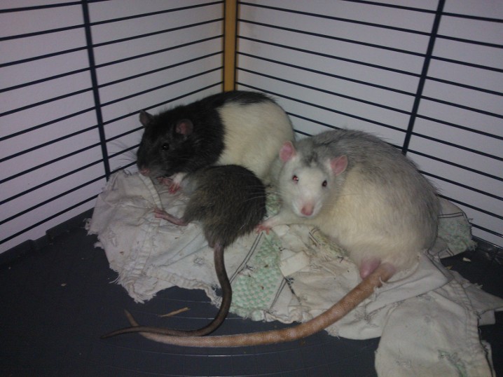 [URGENT !] 3 adorables ratous adultes à adopter Wp_00012