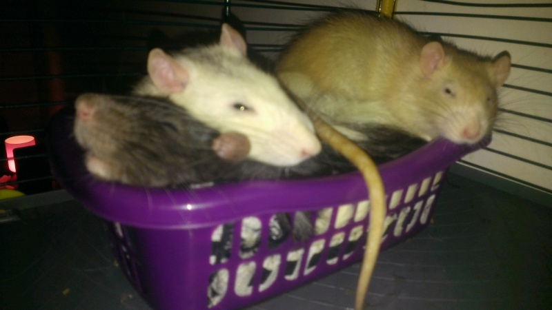 [URGENT !] 3 adorables ratous adultes à adopter Wp_20116