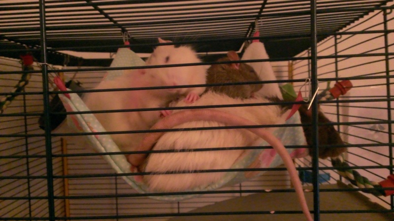 [URGENT !] 3 adorables ratous adultes à adopter Wp_20118