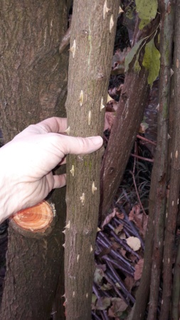 Conservation de troncs et branche de buis et rosier 20191168