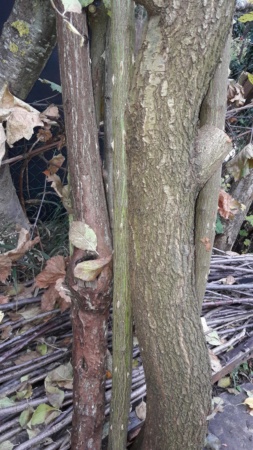 Conservation de troncs et branche de buis et rosier 20191170