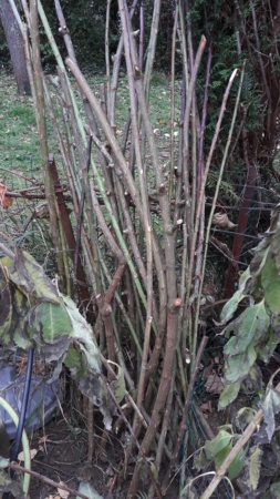 Conservation de troncs et branche de buis et rosier 20191172
