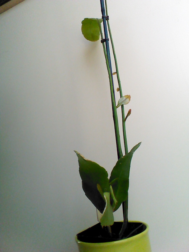 Epiphyllum oxypetalum 13657810
