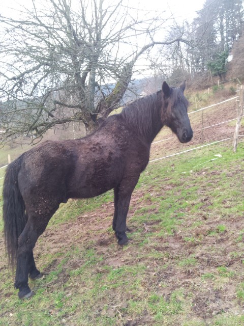 BLACK BOY Type Merens né en 1987 20130112