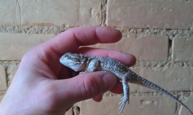 Taille/Poids couple pogona henry Imag0111