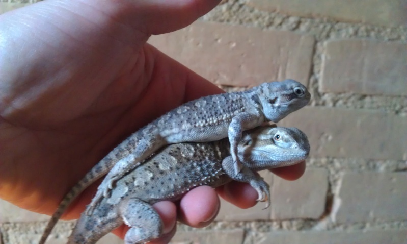 Taille/Poids couple pogona henry Imag0112