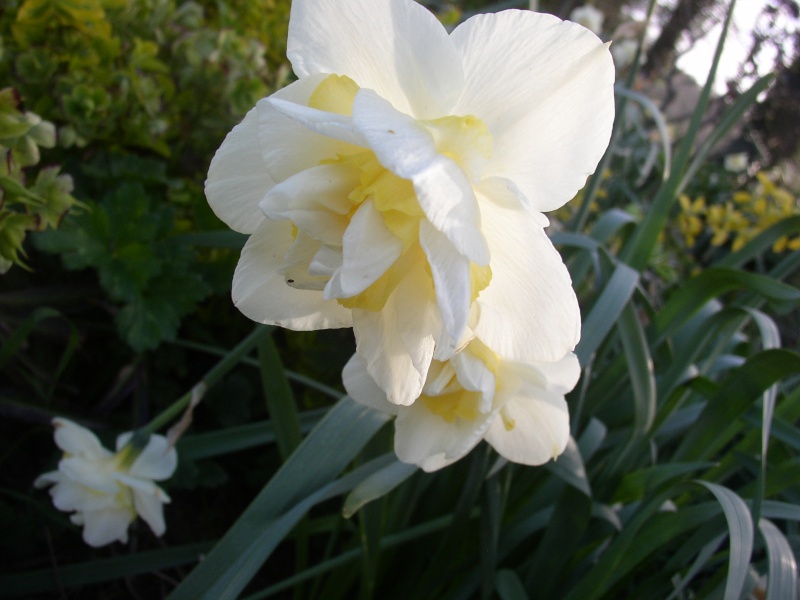 Jonquille, Narcisse - Page 4 Fleurs10