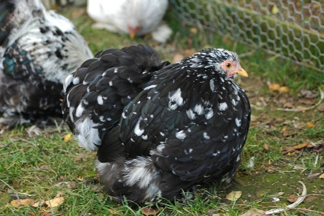 Mes pekins bleu et noir caillouté  Dsc_0318