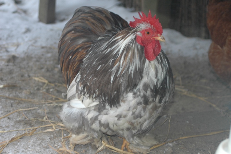 Mes pekins bleu et noir caillouté  Dsc_0511