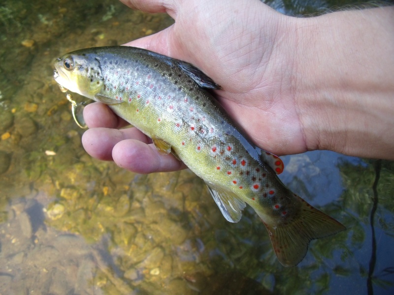 Votre pêche salmo de septembre. Dscf5310