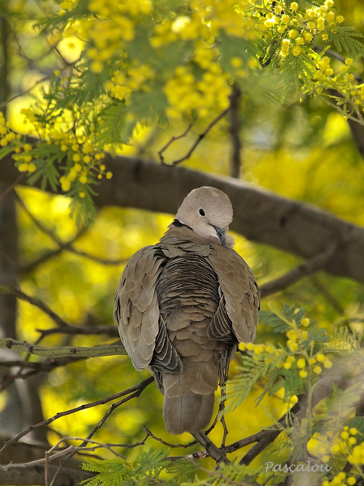 du jour Pigeon10