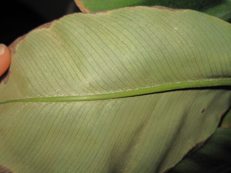 Parasite inconnu sur maranta Img_1612