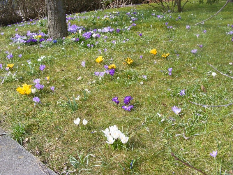 Erste Frühlingsboten im Garten und in Wald und Flur - Seite 5 2013_012