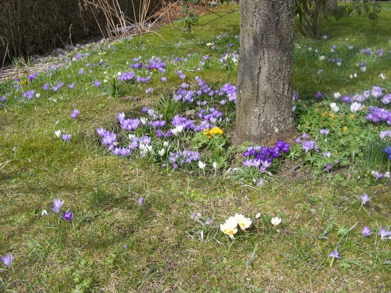 Erste Frühlingsboten im Garten und in Wald und Flur - Seite 5 2013_013