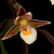 Orchidées terrestres d'Europe