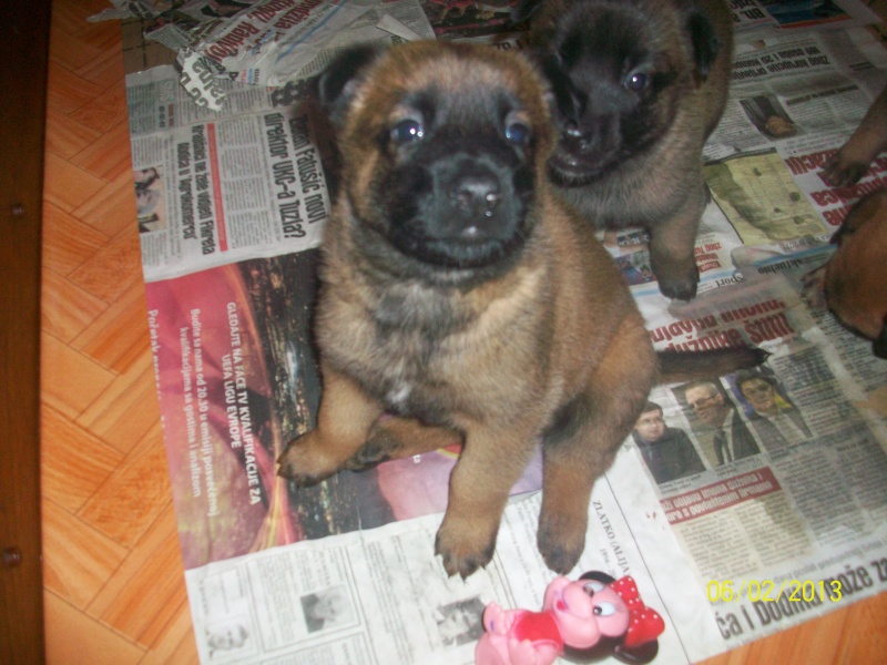 Ma Malinois d'amour  - Page 2 Pictur14