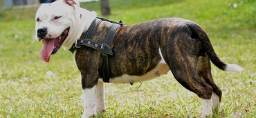 ▬ American Staffordshire Terrier Sans_t38