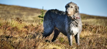 ▬ Irish Wolfhound Sans_t65